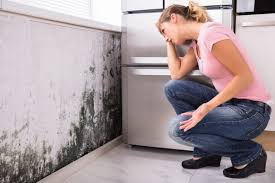 Why You Should Choose Our Mold Remediation Services in Richville, OH